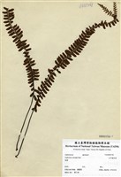 藏品(生芽鐵角蕨)的圖片